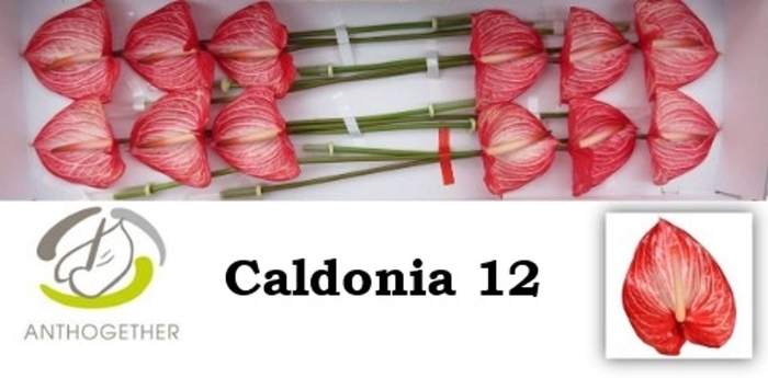 <h4>Anthurium andr. 'Caldonia'</h4>