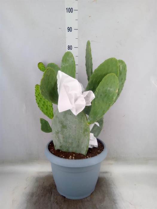 <h4>Opuntia</h4>