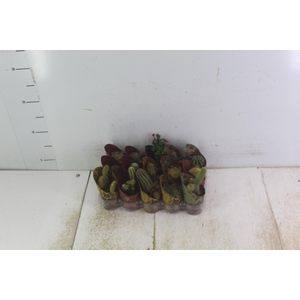 CACTUS MINI P06