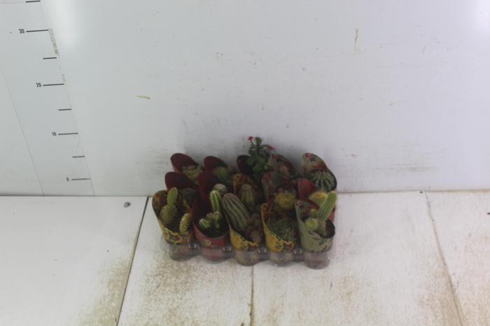 <h4>CACTUS MINI P06</h4>