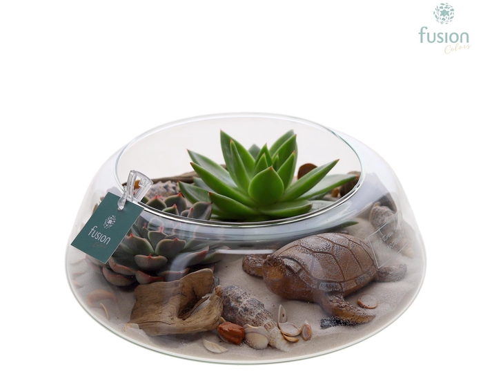 <h4>Green Bottle Christel Large Maritiem met Succulenten</h4>