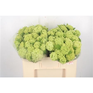 Viburnum Roseum Per Bunch 3+