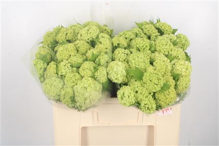 <h4>Viburnum Roseum Per Bunch 3+</h4>