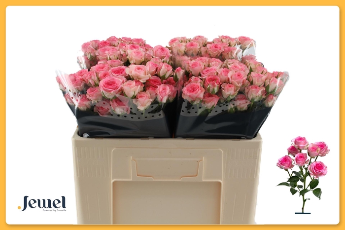 <h4>R TR TRALALA Water</h4>