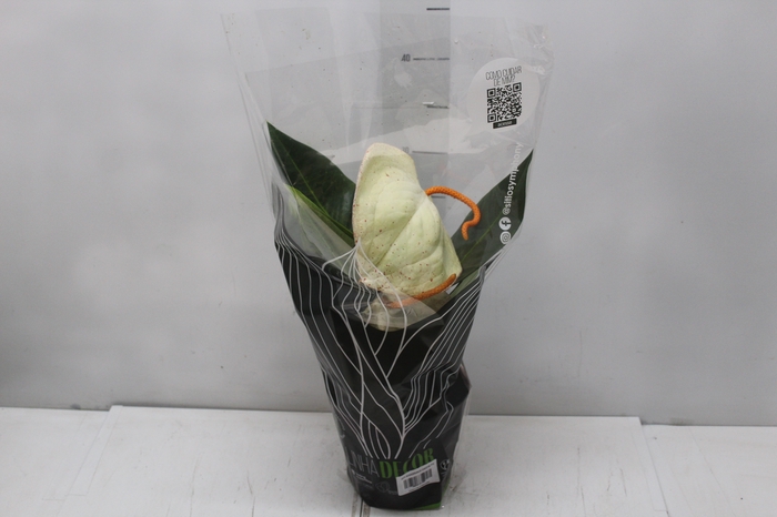 <h4>ANTHURIUM SCHERZERIANUM CHRISTINE P15</h4>