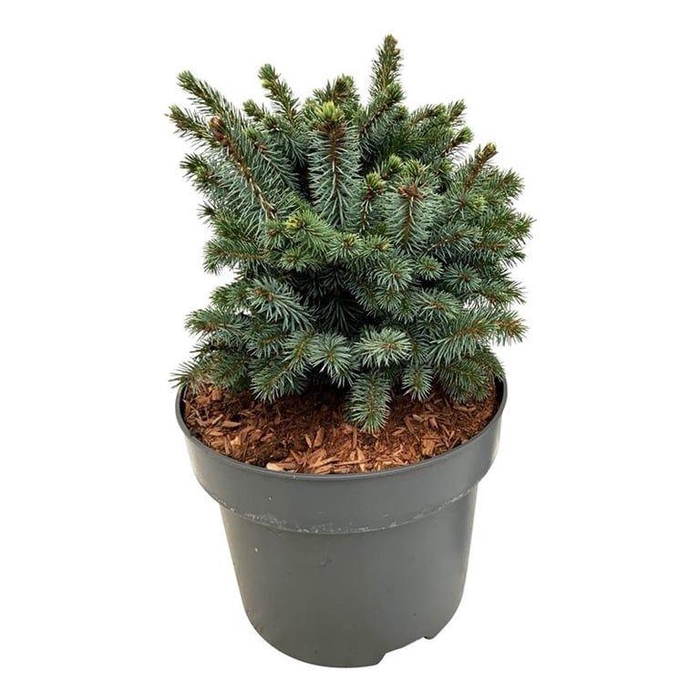 <h4>Picea sitchensis 'Midget'</h4>