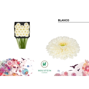 GE MB Gerponi Blanco diamond x60
