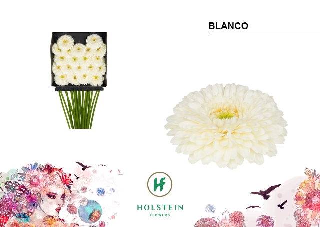 <h4>GE MB Gerponi Blanco diamond x60</h4>