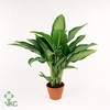 Aglaonema Cleopatra