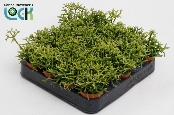 <h4>Rhipsalis Heteroclada</h4>