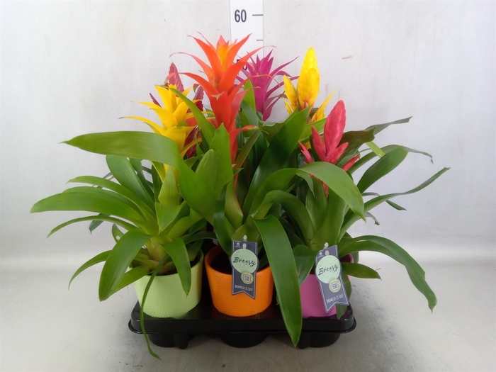 Bromelia   ...mix