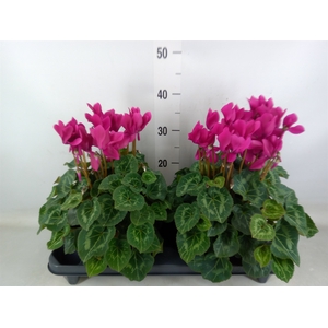 Cyclamen GR 'XL'