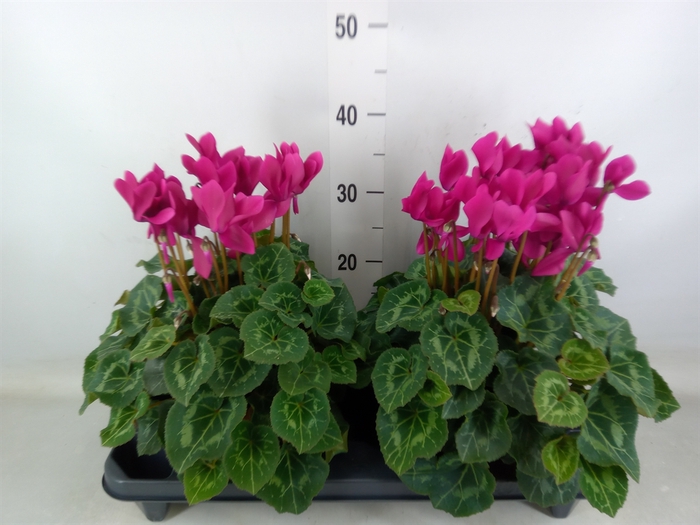 <h4>Cyclamen GR 'XL'</h4>