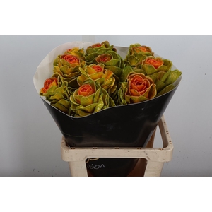 Brassica Wx Classic Gold