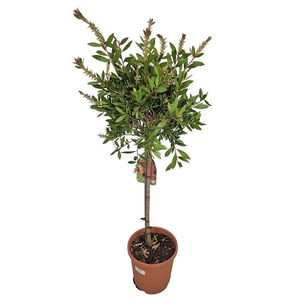 CALLISTEMON CITRINUS