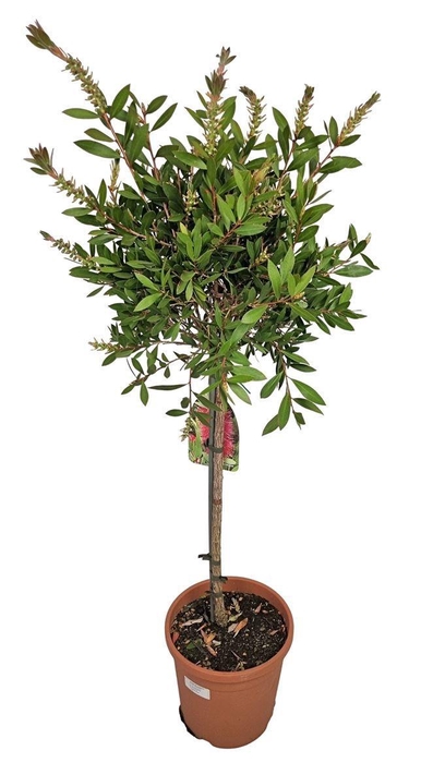 <h4>CALLISTEMON CITRINUS</h4>