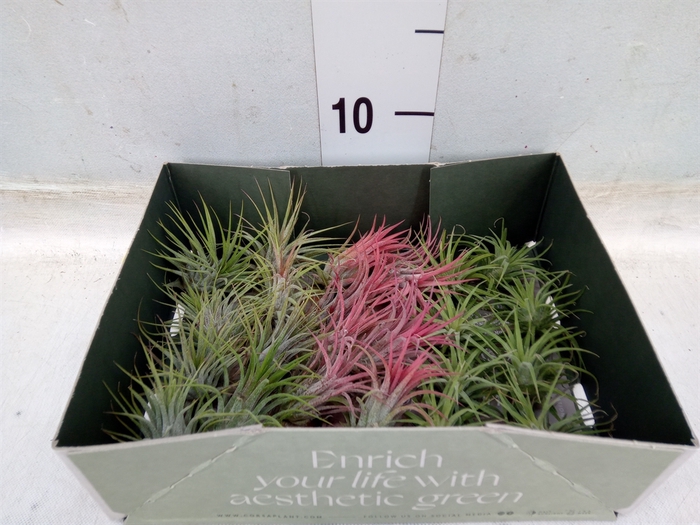 <h4>Tillandsia</h4>