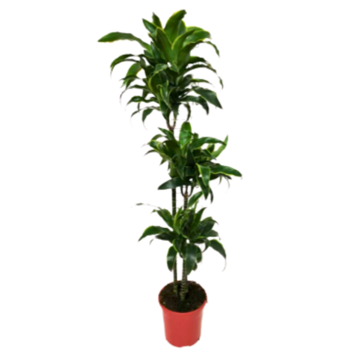 <h4>Dracaena overig</h4>