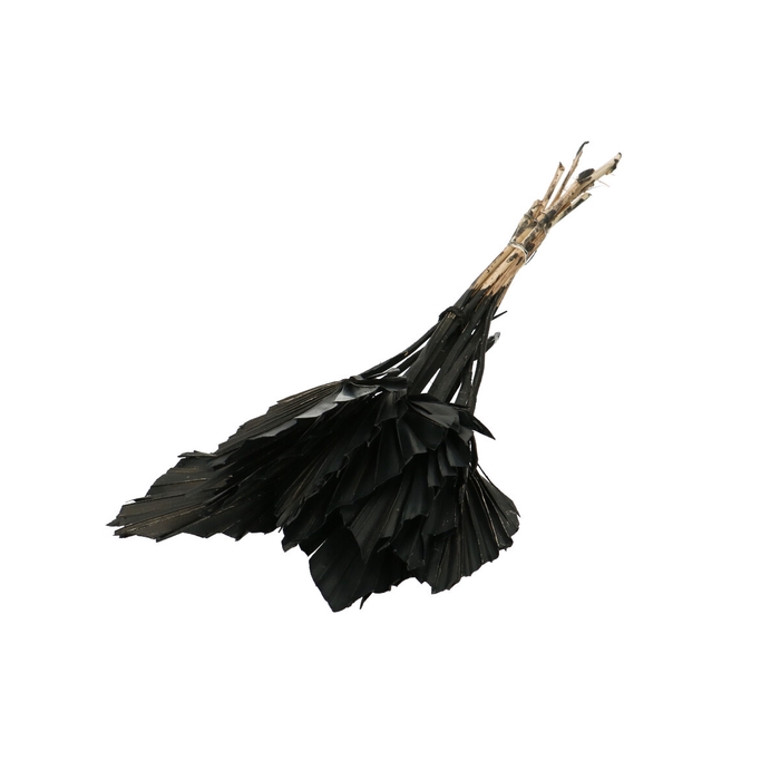<h4>Opruiming Palm Spear 50cm x10</h4>