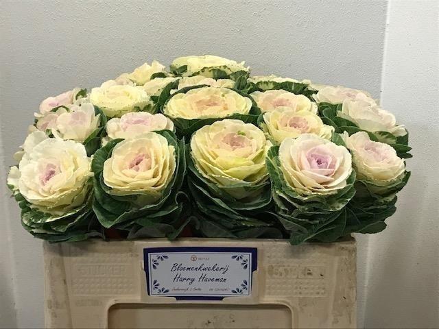 <h4>BRASS WHITE CRANE</h4>