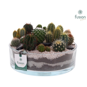 Glazen cilinderschaal met Cactussen