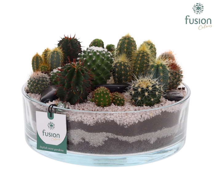 <h4>Glazen cilinderschaal met Cactussen</h4>