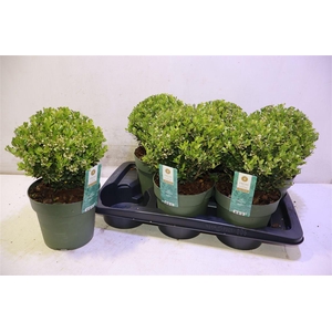 Ilex Crenata Jenny