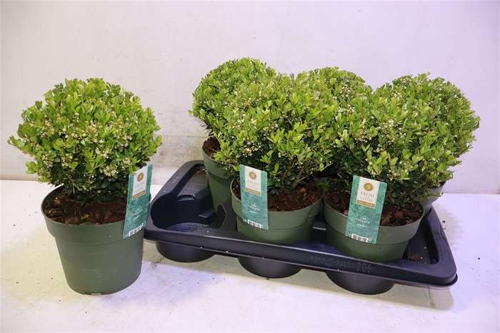 <h4>Ilex Crenata Jenny</h4>