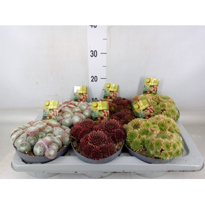 Sempervivum   ...