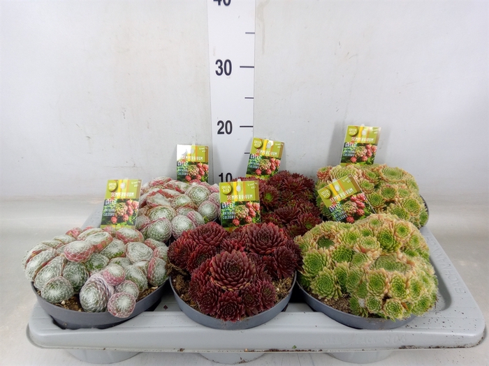 <h4>Sempervivum   ...</h4>