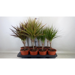 Dracaena marg.   ..mix 2