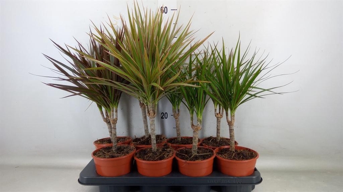 <h4>Dracaena marg. ..mix 2</h4>