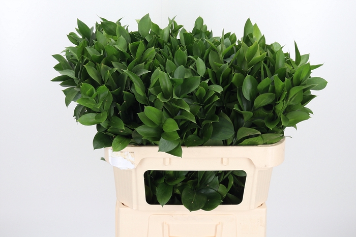 <h4>Ruscus</h4>