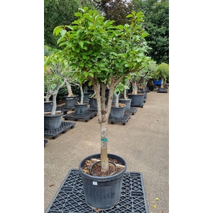 Kaki Persimon Stam Vertakt