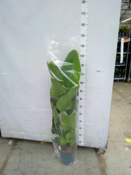 <h4>Strelitzia nicolai</h4>