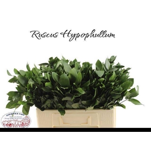 RUSCUS HYPOPHYLLUM