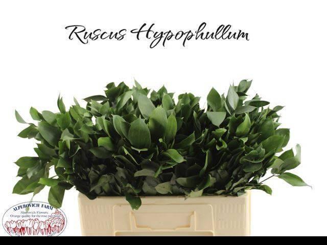 <h4>RUSCUS HYPOPHYLLUM</h4>