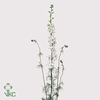 Delphinium consolida White Spire