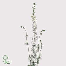 Delphinium consolida White Spire