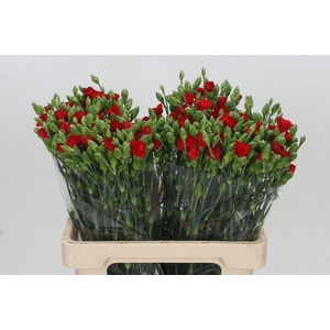 Dianthus Tr Symply Love