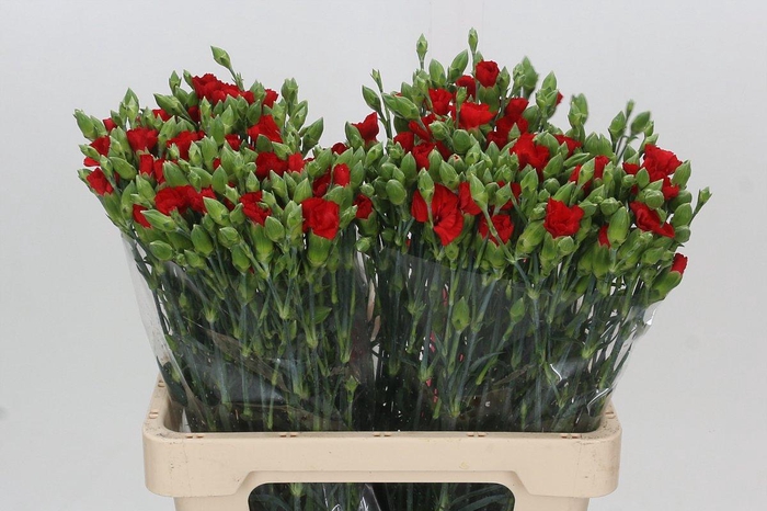 <h4>Dianthus Tr Symply Love</h4>