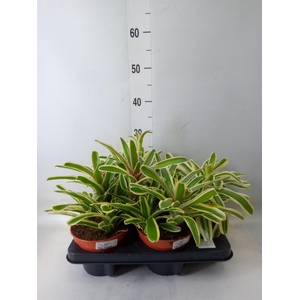 Nidularium  'Fire Ball Striped'