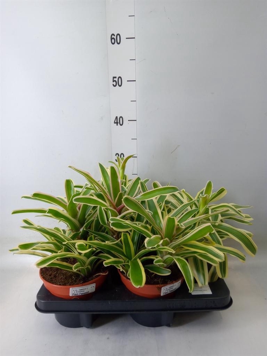 <h4>Nidularium  'Fire Ball Striped'</h4>