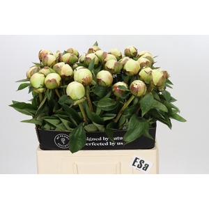 Paeonia Elsa Sass