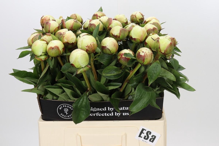 Paeonia Elsa Sass