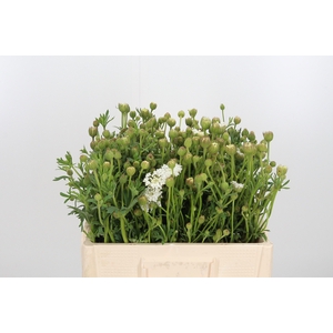 Didiscus Wit