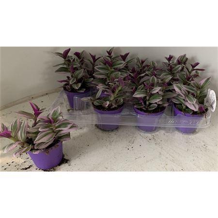 <h4>Tradescantia Nanouk</h4>