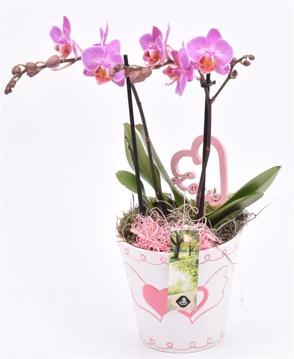<h4>Keramiek pot met hart decor 11CM</h4>