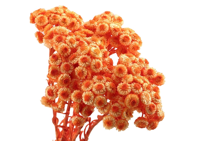 <h4>Immortelle Orange</h4>