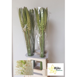 EREMURUS HIMALAICUS